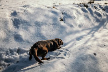Karla kaplı bir köpek Bir Labrador