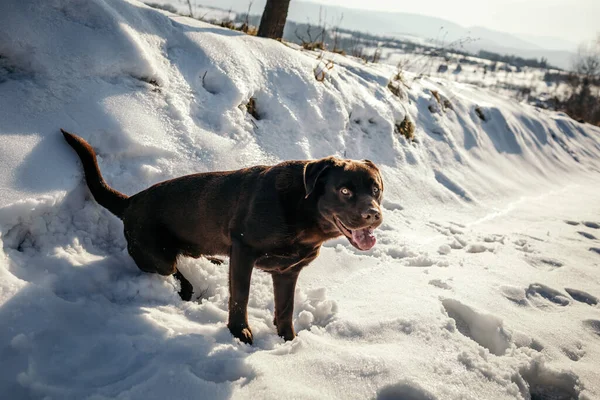Ένα σκυλί που καλύπτεται με χιόνι ένα Λαμπραντόρ — Φωτογραφία Αρχείου