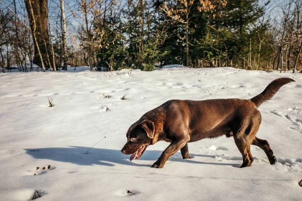 Ένα σκυλί περπατά στο χιόνι ένα Λαμπραντόρ — Φωτογραφία Αρχείου