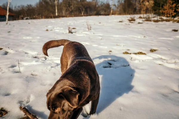 Un perro parado en la nieve un Labrador —  Fotos de Stock