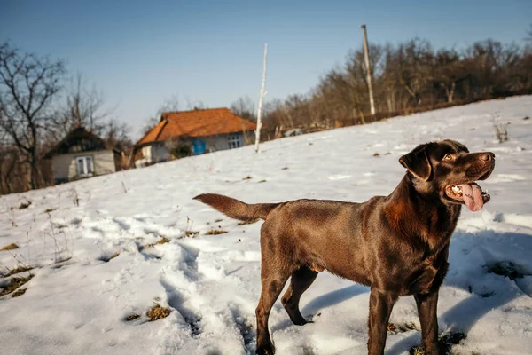 Um cão que está de pé na neve um Labrador — Fotografia de Stock