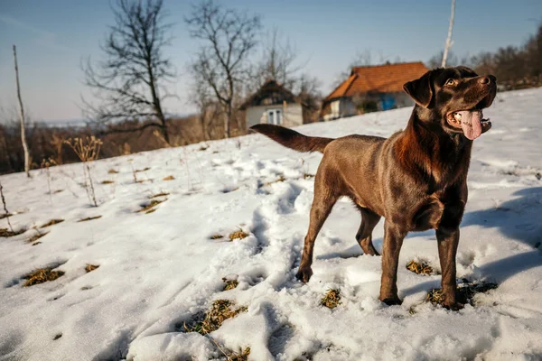 Ein Hund, der als Labrador im Schnee steht — Stockfoto