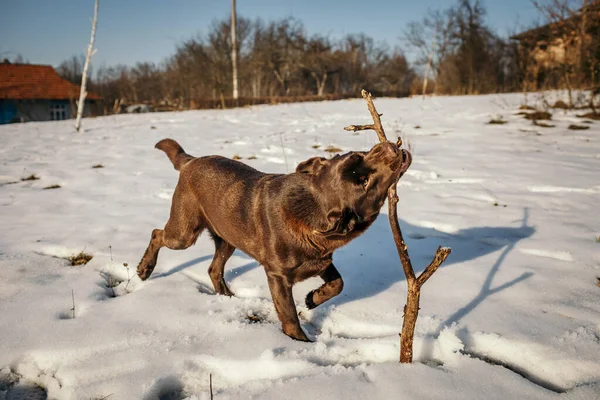 Um cão que está coberto de neve um Labrador — Fotografia de Stock