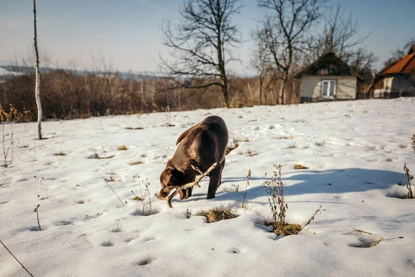 Una vaca caminando por un campo cubierto de nieve —  Fotos de Stock
