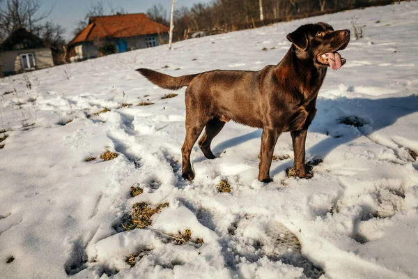 Ένα σκυλί που στέκεται στο χιόνι ένα Λαμπραντόρ — Φωτογραφία Αρχείου