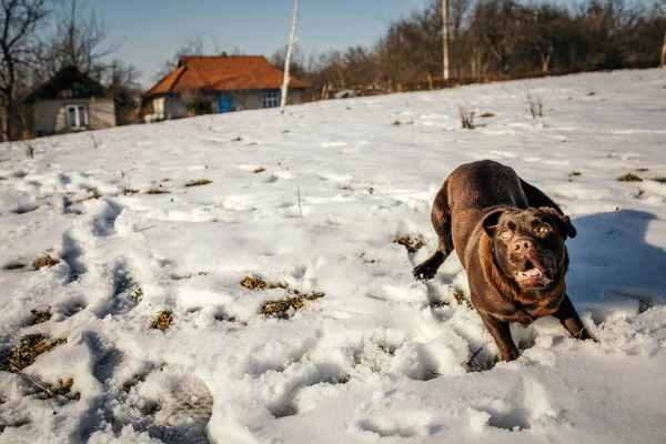 Um cão coberto de neve — Fotografia de Stock