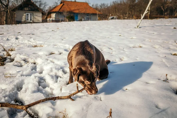 Un perro que está cubierto de nieve un Labrador —  Fotos de Stock