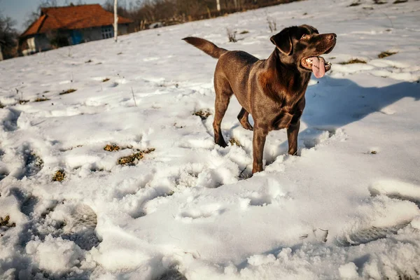 Um cão sentado na neve um Labrador — Fotografia de Stock