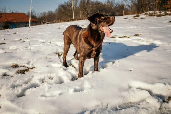 Um cão em pé em cima de um campo coberto de neve — Fotografia de Stock