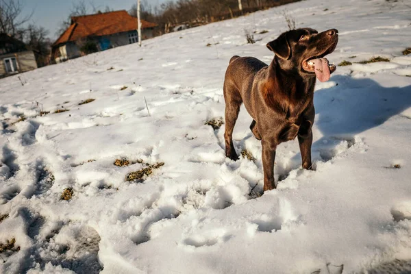 Ein Hund, der mit Schnee bedeckt ist — Stockfoto