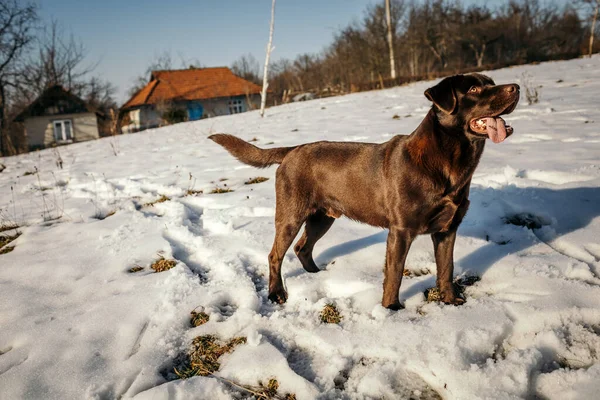 Ένα σκυλί που στέκεται στο χιόνι ένα Λαμπραντόρ — Φωτογραφία Αρχείου