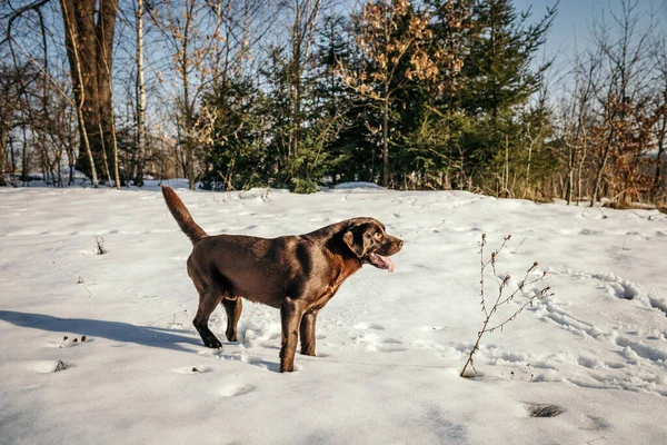 Um cão que está de pé na neve — Fotografia de Stock