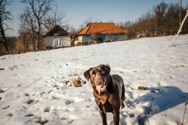 Um cão em pé em cima de um campo coberto de neve — Fotografia de Stock