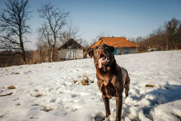 Ein Hund steht auf einem schneebedeckten Feld — Stockfoto