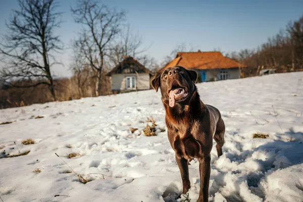 Um cão em pé em cima de um campo coberto de neve — Fotografia de Stock