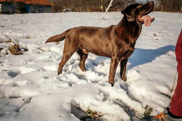 Ένα σκυλί στέκεται στο χιόνι ένα Λαμπραντόρ — Φωτογραφία Αρχείου
