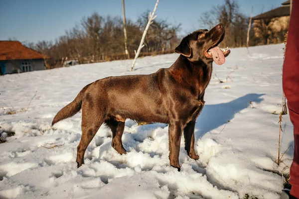 Um cão de pé na neve um Labrador — Fotografia de Stock
