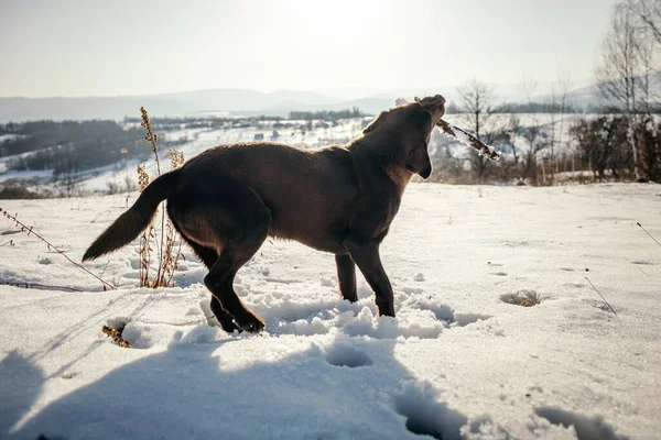 Un perro parado sobre un campo cubierto de nieve —  Fotos de Stock