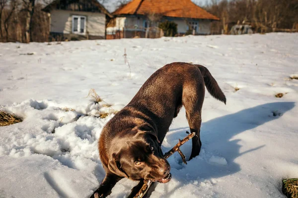 Un perro que está cubierto de nieve un Labrador —  Fotos de Stock