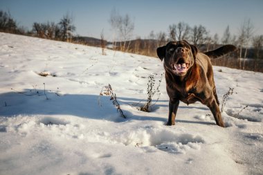 Karla kaplı bir köpek Bir Labrador