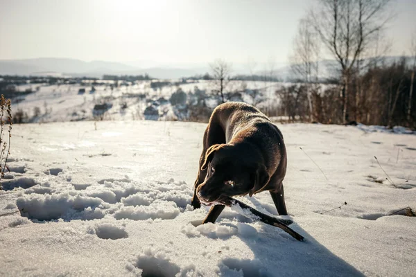 Ένας σκύλος στέκεται πάνω από ένα χιονισμένο χωράφι. — Φωτογραφία Αρχείου