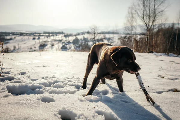 Un cane che cammina nella neve un Labrador — Foto Stock