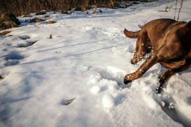 Karda oturan büyük kahverengi bir köpek.