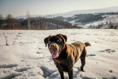 Karla kaplı bir arazide duran bir köpek.