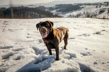 Karla kaplı bir arazide duran bir köpek.