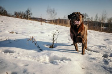 Karla kaplı bir köpek Bir Labrador