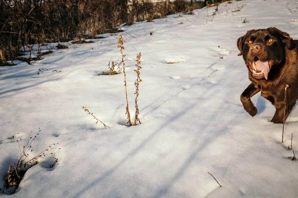 Ein Hund, der mit Schnee bedeckt ist — Stockfoto