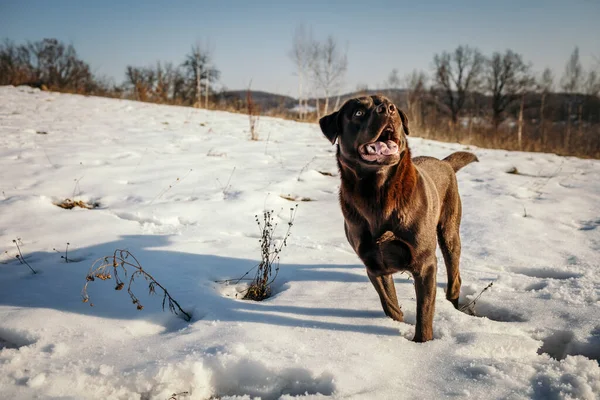 Ein Hund steht auf einem schneebedeckten Feld — Stockfoto