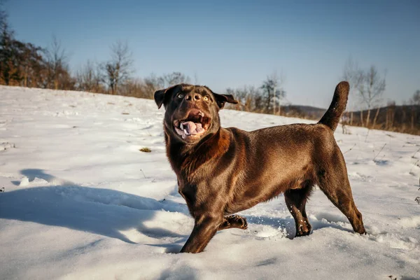 Ein Hund, der als Labrador im Schnee steht — Stockfoto