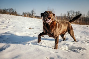 Karda duran bir köpek