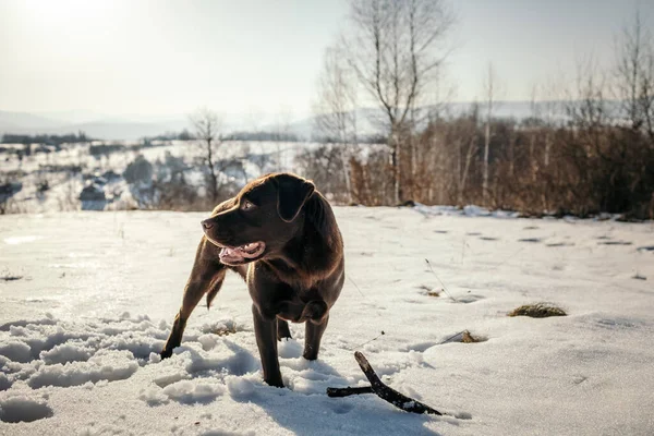 Ένα σκυλί με ένα φρίσμπι στο χιόνι ένα Λαμπραντόρ — Φωτογραφία Αρχείου
