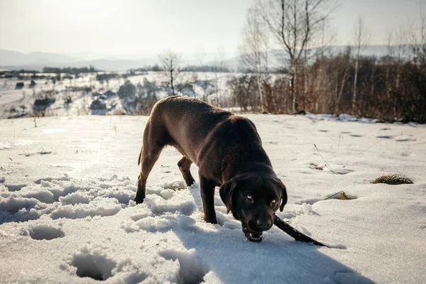 Ένα σκυλί που στέκεται στο χιόνι — Φωτογραφία Αρχείου