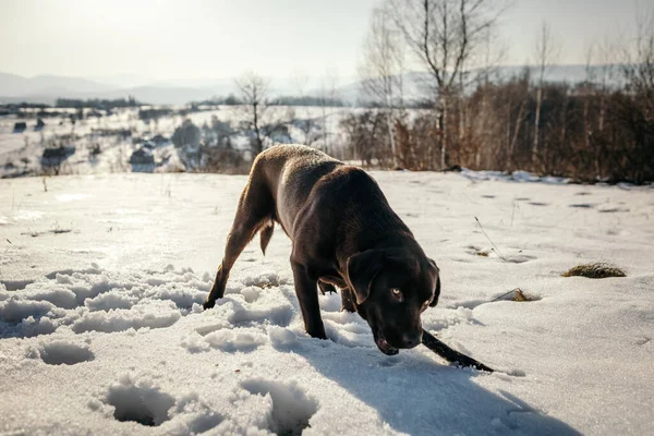 눈덮인 들판 위에서 있는 개 — 스톡 사진
