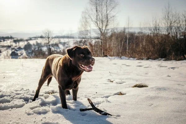 Ένα σκυλί που καλύπτεται με χιόνι ένα Λαμπραντόρ — Φωτογραφία Αρχείου