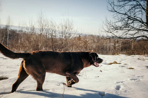 Un cane che cammina nella neve un Labrador — Foto Stock