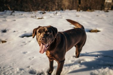 Karda duran bir köpek Bir Labrador