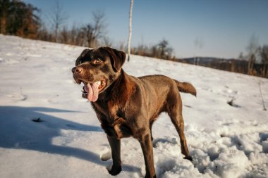 Karda duran bir köpek
