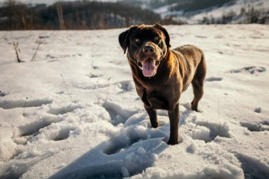 Karda duran bir köpek Bir Labrador