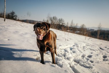 Karda duran bir köpek