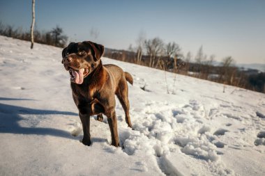 Karla kaplı bir arazide duran bir köpek.