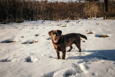 Karla kaplı bir arazide duran bir köpek.