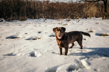 Karla kaplı bir arazide duran bir köpek.