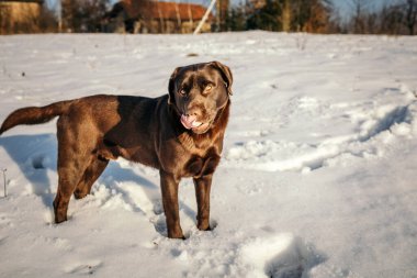 Karda duran büyük kahverengi bir köpek Bir Labrador