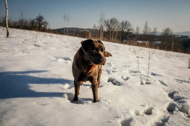 Karda duran bir köpek