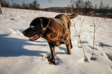 Karda duran bir köpek Bir Labrador