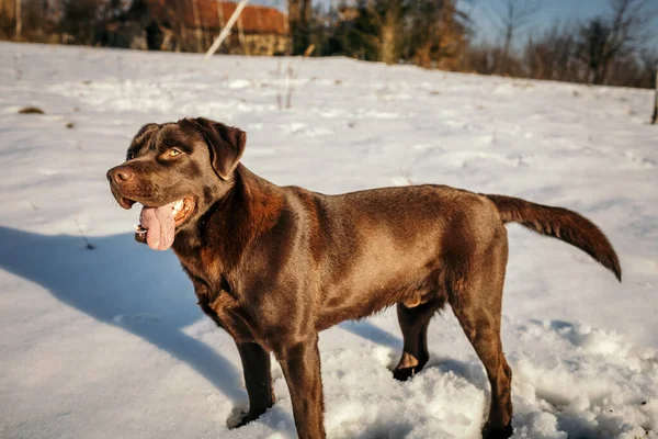 Ένα μεγάλο καφέ σκυλί στέκεται στο χιόνι ένα Λαμπραντόρ — Φωτογραφία Αρχείου